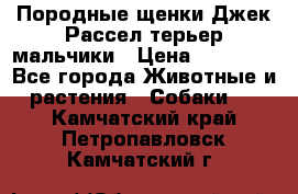 Породные щенки Джек Рассел терьер-мальчики › Цена ­ 40 000 - Все города Животные и растения » Собаки   . Камчатский край,Петропавловск-Камчатский г.